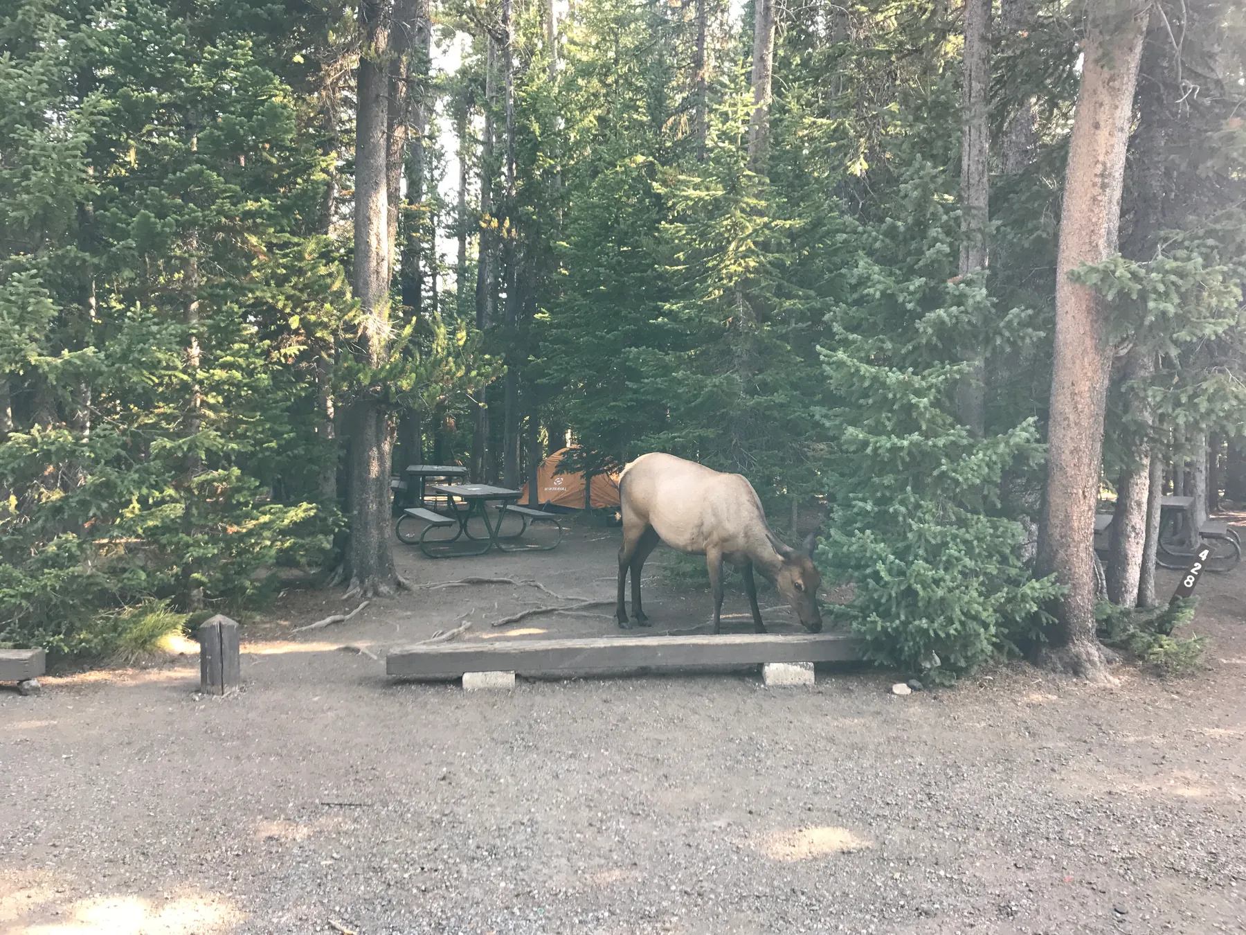 A large wild animal standing beside trees in a campsite.